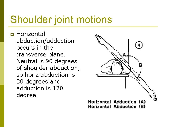 Shoulder joint motions p Horizontal abduction/adductionoccurs in the transverse plane. Neutral is 90 degrees