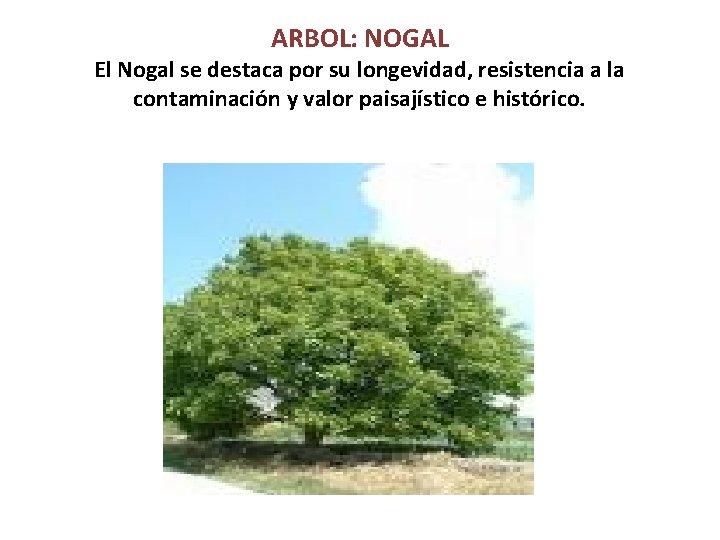 ARBOL: NOGAL El Nogal se destaca por su longevidad, resistencia a la contaminación y