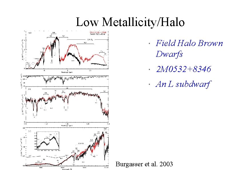 Low Metallicity/Halo " Field Halo Brown Dwarfs " 2 M 0532+8346 " An L