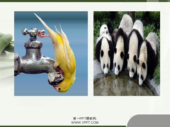 第一PPT模板网WWW. 1 PPT. COM 