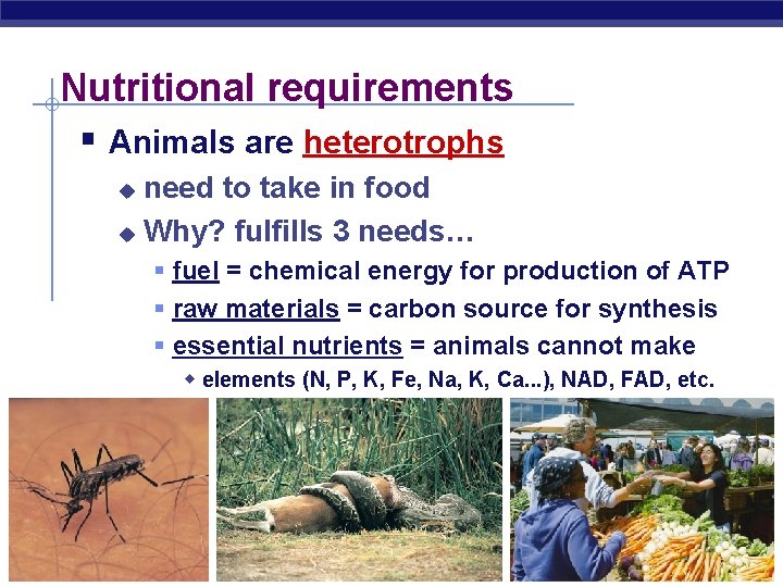 Animal Nutrition AP Biology 2006 2007 What do