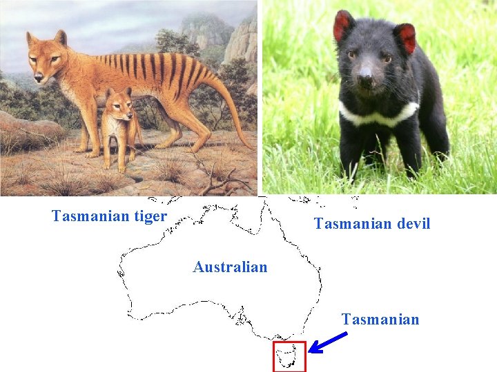 Tasmanian tiger Tasmanian devil Australian Tasmanian 