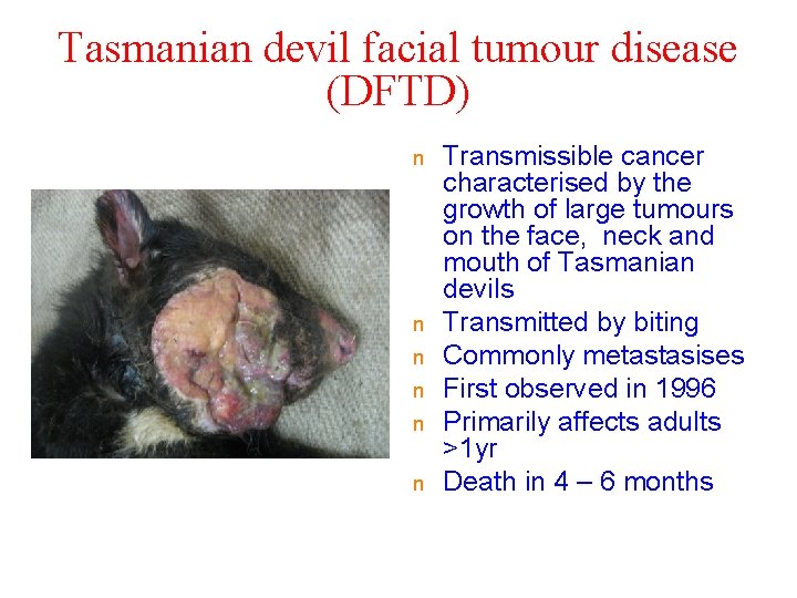 Tasmanian devil facial tumour disease (DFTD) n n n Transmissible cancer characterised by the