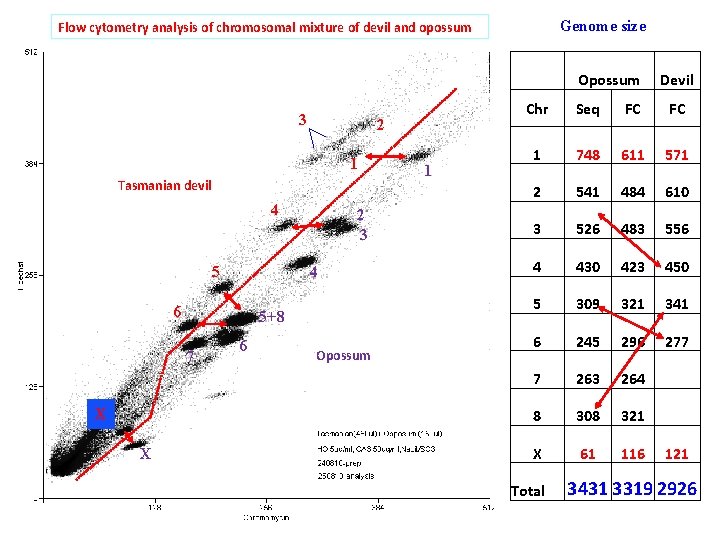 Genome size Flow cytometry analysis of chromosomal mixture of devil and opossum 3 2 Genome size Flow cytometry analysis of chromosomal mixture of devil and opossum 3 2