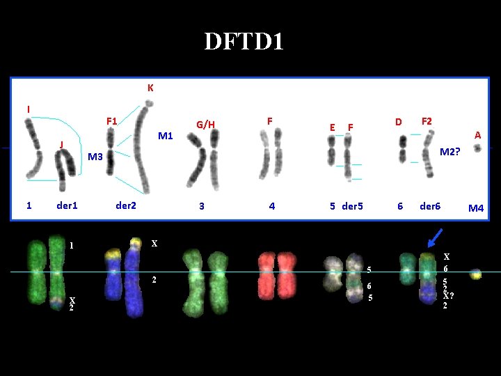 DFTD 1 K I F 1 M 1 J 1 G/H F E D DFTD 1 K I F 1 M 1 J 1 G/H F E D