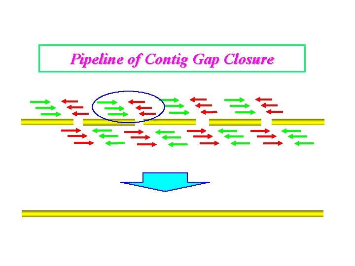 Pipeline of Contig Gap Closure 