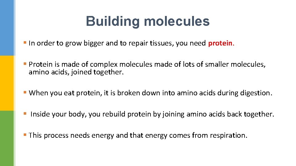 Building molecules § In order to grow bigger and to repair tissues, you need