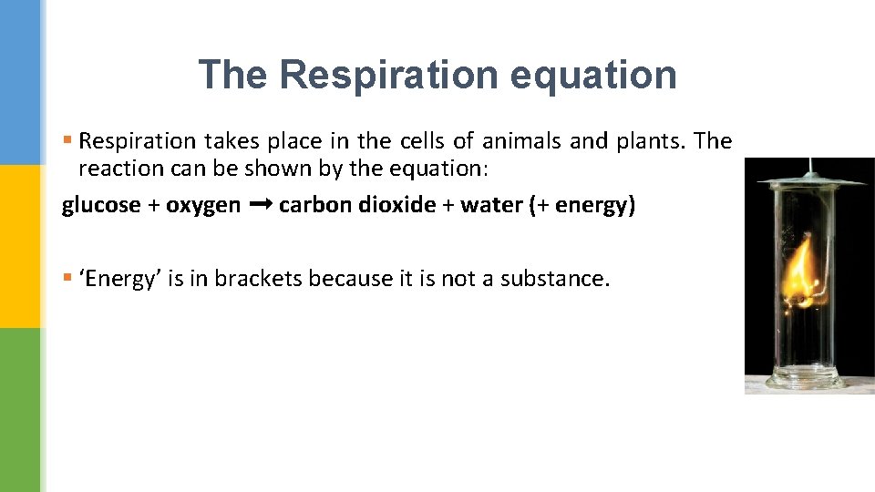 The Respiration equation § Respiration takes place in the cells of animals and plants.