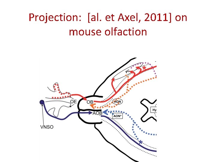 Projection: [al. et Axel, 2011] on mouse olfaction 2 