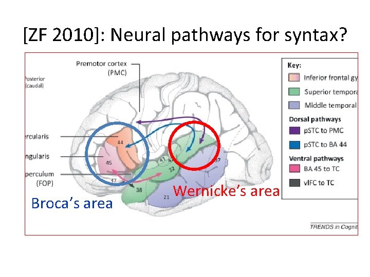 [ZF 2010]: Neural pathways for syntax? Broca’s area Wernicke’s area 