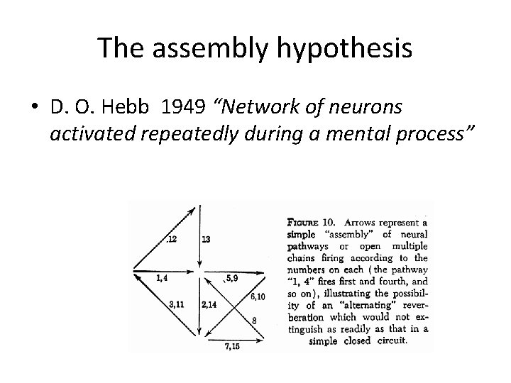 The assembly hypothesis • D. O. Hebb 1949 “Network of neurons activated repeatedly during
