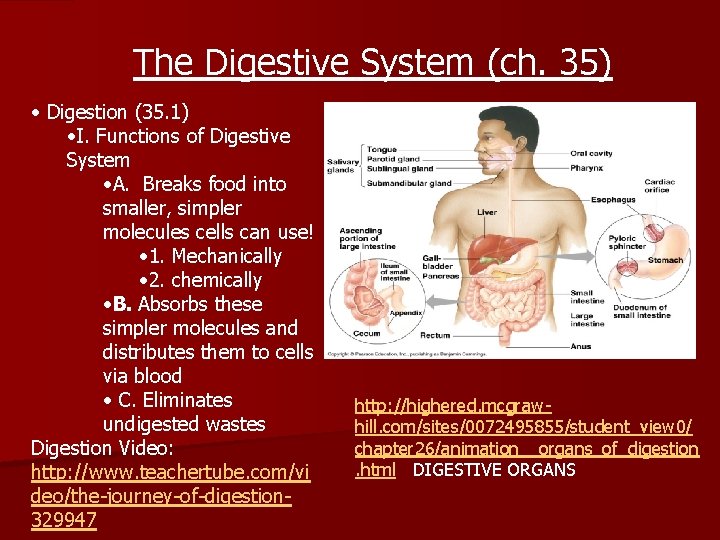 The Digestive System Ch 35 Digestion 35 1