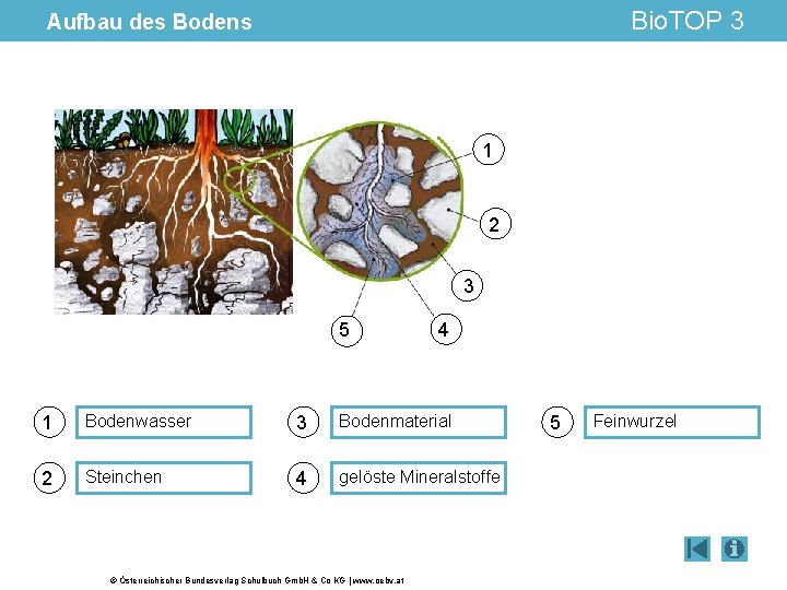 Bio. TOP 3 Aufbau des Bodens 1 2 3 5 4 1 Bodenwasser 3