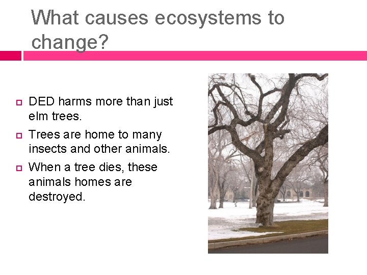 What causes ecosystems to change? DED harms more than just elm trees. Trees are