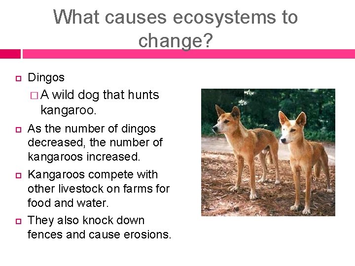 What causes ecosystems to change? Dingos �A wild dog that hunts kangaroo. As the