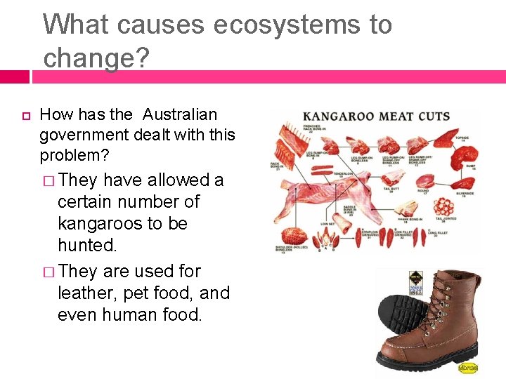 What causes ecosystems to change? How has the Australian government dealt with this problem?