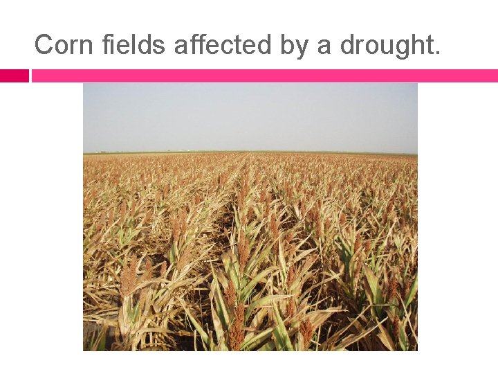Corn fields affected by a drought. 