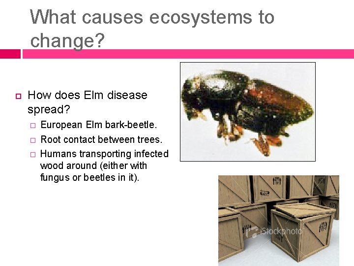 What causes ecosystems to change? How does Elm disease spread? � � � European