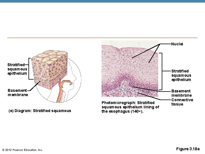 Nuclei Stratified squamous epithelium Basement membrane (e) Diagram: Stratified squamous © 2012 Pearson Education,