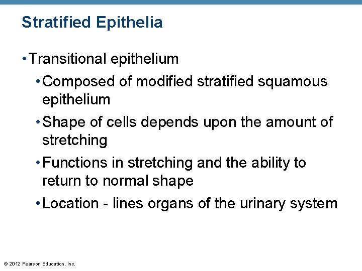 Stratified Epithelia • Transitional epithelium • Composed of modified stratified squamous epithelium • Shape