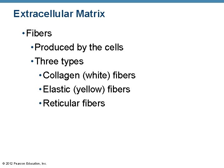 Extracellular Matrix • Fibers • Produced by the cells • Three types • Collagen