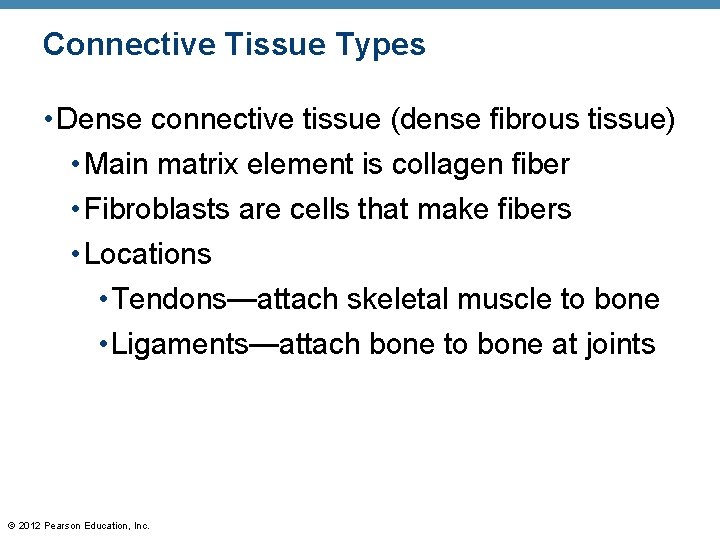 Connective Tissue Types • Dense connective tissue (dense fibrous tissue) • Main matrix element