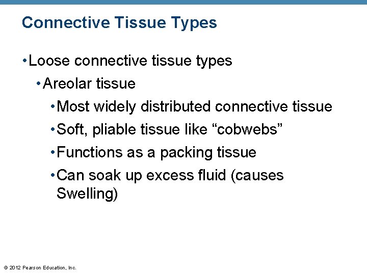 Connective Tissue Types • Loose connective tissue types • Areolar tissue • Most widely