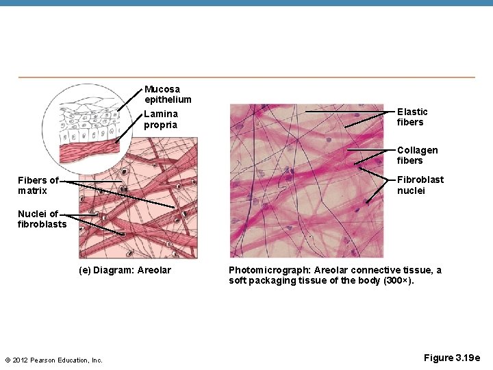 Mucosa epithelium Lamina propria Elastic fibers Collagen fibers Fibroblast nuclei Fibers of matrix Nuclei