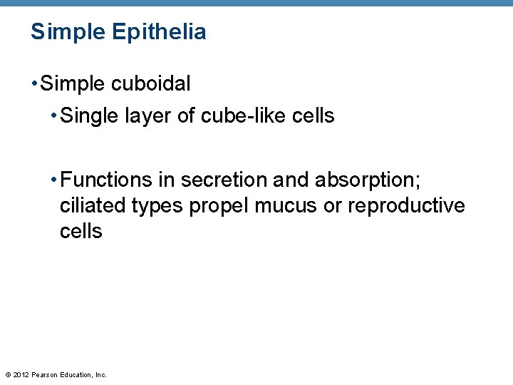 Simple Epithelia • Simple cuboidal • Single layer of cube-like cells • Functions in