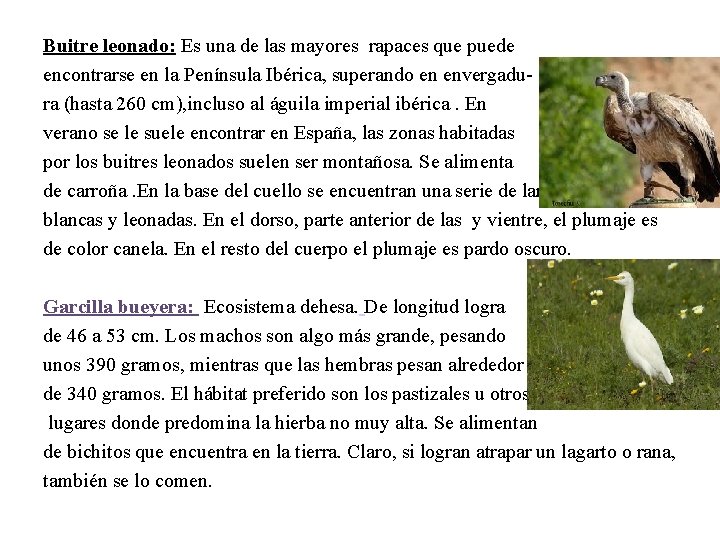 Buitre leonado: Es una de las mayores rapaces que puede encontrarse en la Península