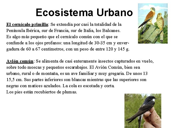 Ecosistema Urbano El cernícalo primilla: Se extendía por casi la totalidad de la Península