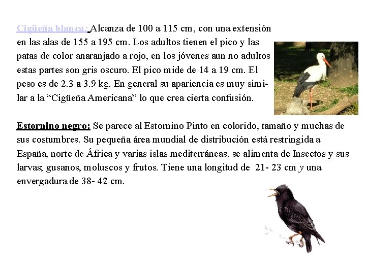Cigüeña blanca: Alcanza de 100 a 115 cm, con una extensión en las alas
