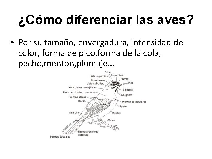 ¿Cómo diferenciar las aves? • Por su tamaño, envergadura, intensidad de color, forma de