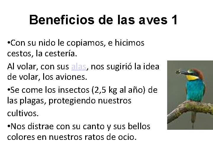 Beneficios de las aves 1 • Con su nido le copiamos, e hicimos cestos,