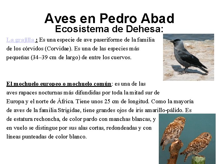 Aves en Pedro Abad Ecosistema de Dehesa: La grajilla : Es una especie de