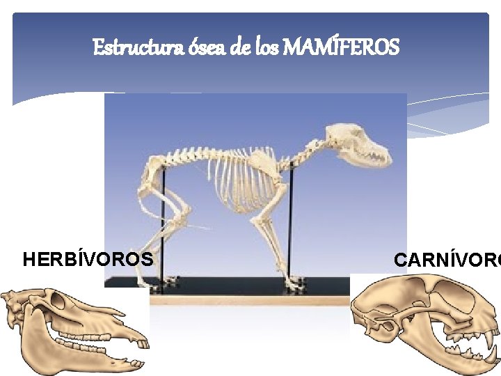 Estructura ósea de los MAMÍFEROS HERBÍVOROS CARNÍVORO 