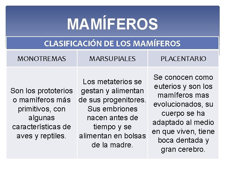 MAMÍFEROS CLASIFICACIÓN DE LOS MAMÍFEROS MONOTREMAS MARSUPIALES PLACENTARIO Se conocen como Los metaterios se