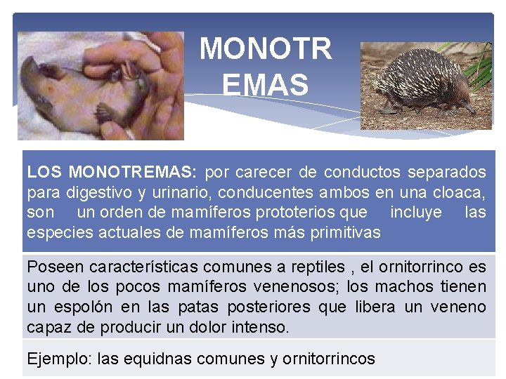 MONOTR EMAS LOS MONOTREMAS: por carecer de conductos separados para digestivo y urinario, conducentes