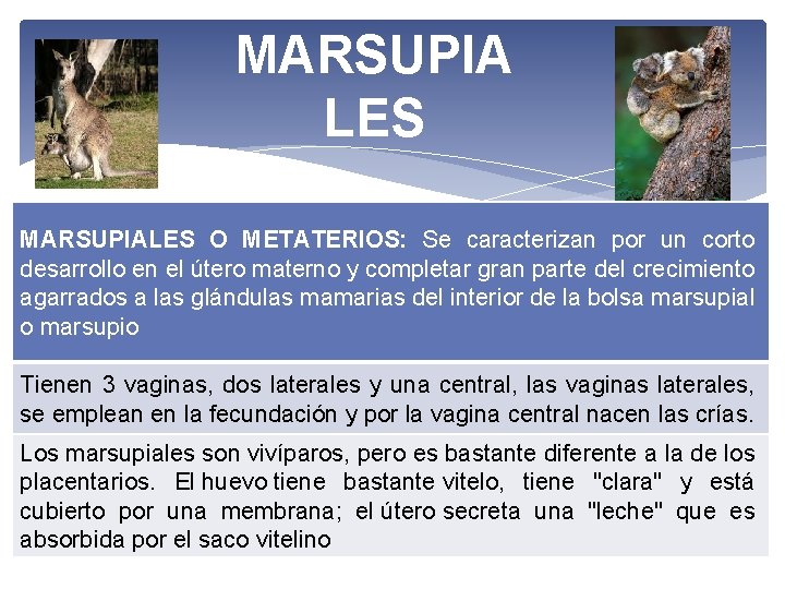 MARSUPIA LES MARSUPIALES O METATERIOS: Se caracterizan por un corto desarrollo en el útero