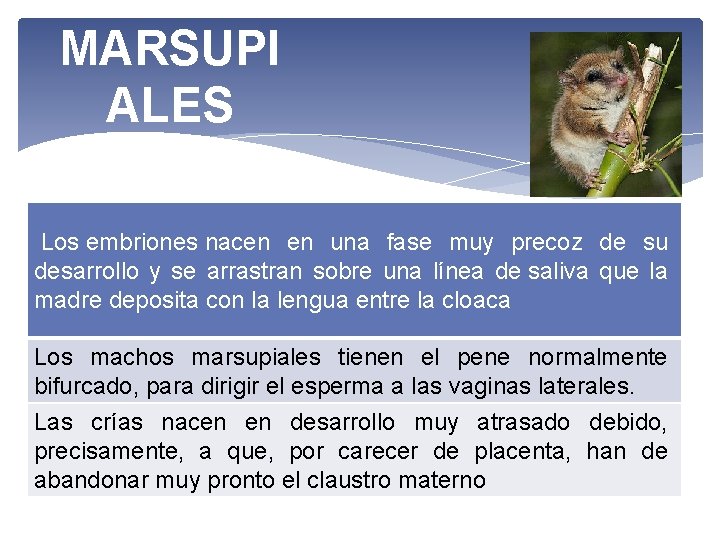 MARSUPI ALES Los embriones nacen en una fase muy precoz de su desarrollo y