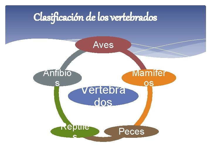 Clasificación de los vertebrados Aves Anfibio s Vertebra dos Reptile s Mamífer os Peces