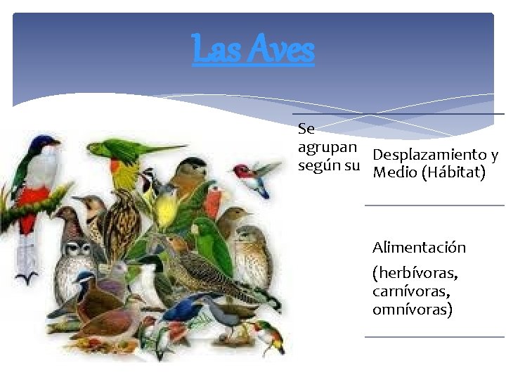 Las Aves Se agrupan Desplazamiento y según su Medio (Hábitat) Alimentación (herbívoras, carnívoras, omnívoras)