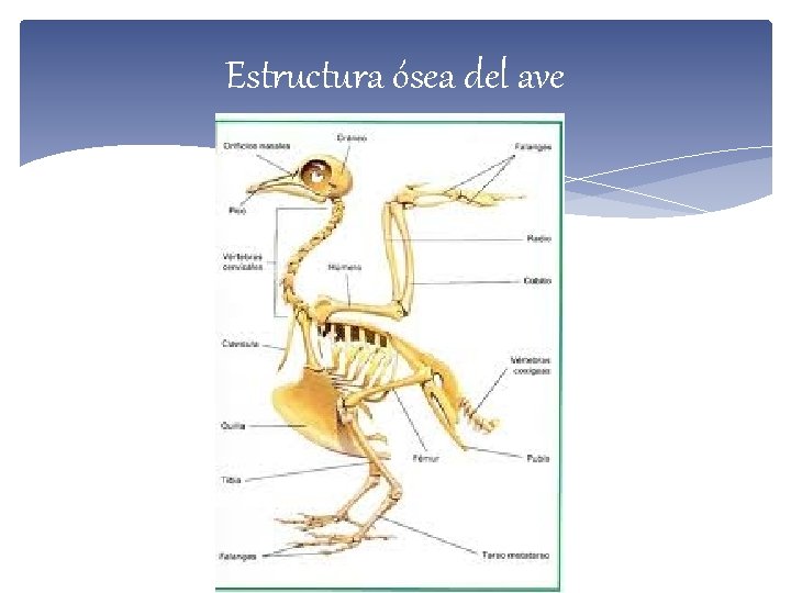 Estructura ósea del ave 