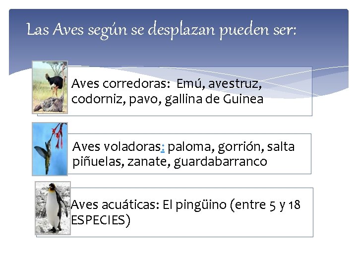 Las Aves según se desplazan pueden ser: Aves corredoras: Emú, avestruz, codorniz, pavo, gallina