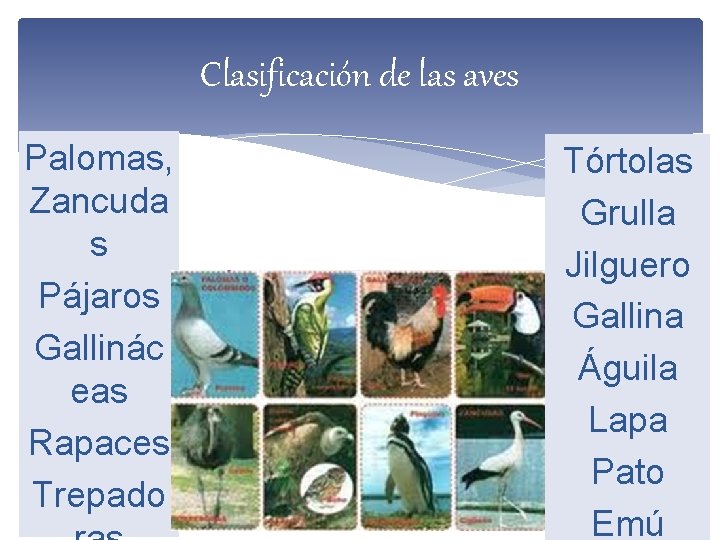 Clasificación de las aves Palomas, Zancuda s Pájaros Gallinác eas Rapaces Trepado Tórtolas Grulla