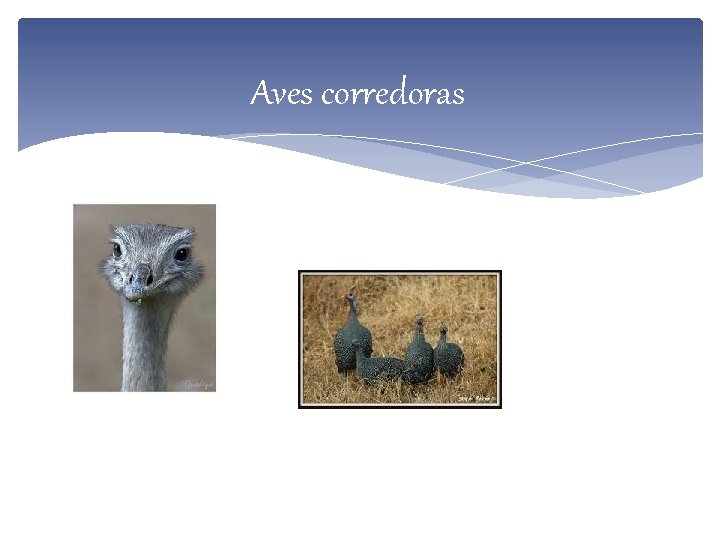 Aves corredoras 