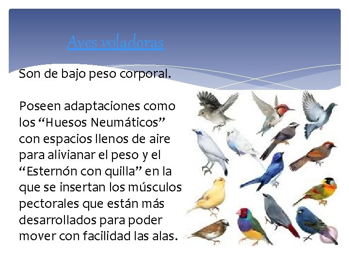 Aves voladoras Son de bajo peso corporal. Poseen adaptaciones como los “Huesos Neumáticos” con