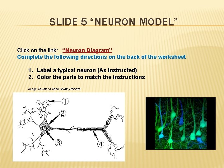 SLIDE 5 “NEURON MODEL” Click on the link: “Neuron Diagram” Complete the following directions