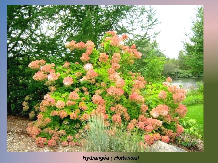 Hydrangéa ( Hortensia) 