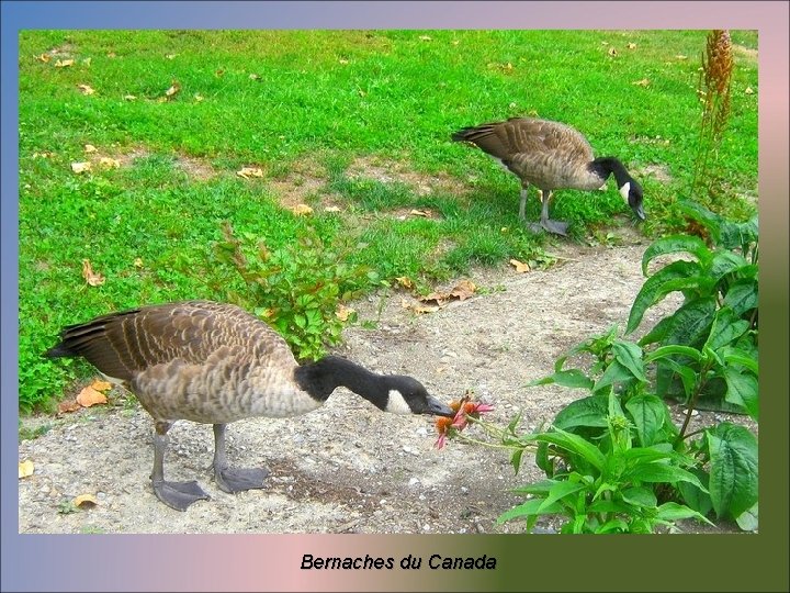 Bernaches du Canada 